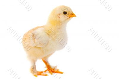 Small chicken