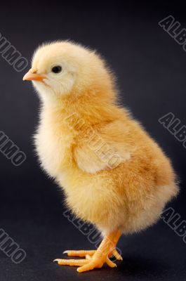 Small chicken