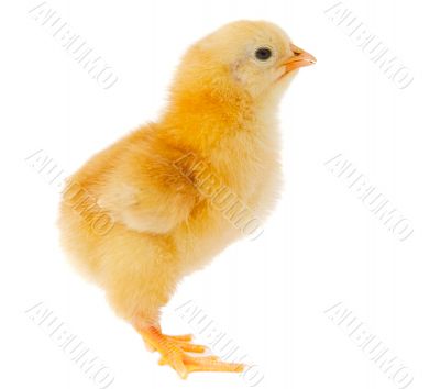 Small chicken