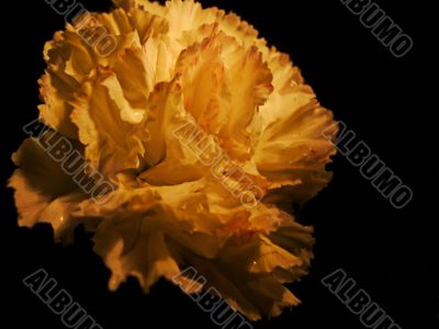 Carnation