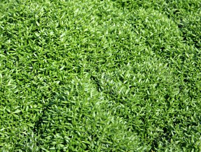 Grass texture