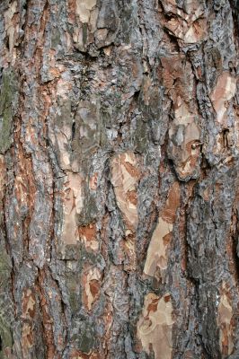 Pine bark