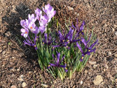 Spring flowers