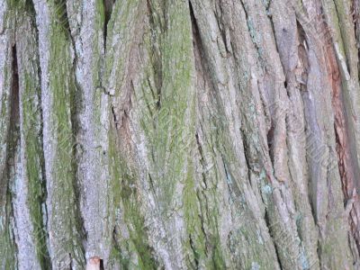 Tree crust