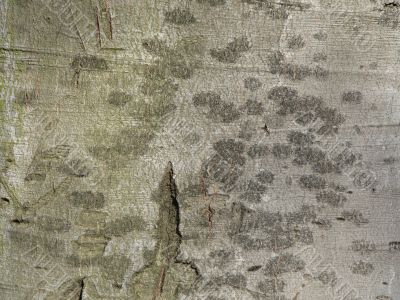 Tree crust