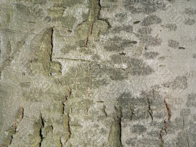 Tree crust
