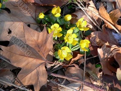 Spring flowers
