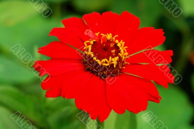 exalted red flower