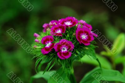 exellent lilac flowers