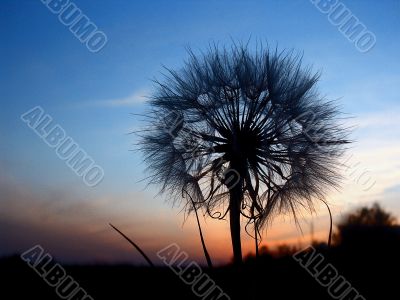 unusual view of dandelion