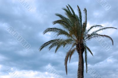 Palm and clouds