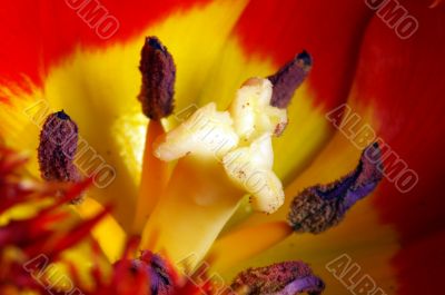 Close up of the red tulips petals