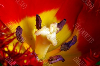 red tulip