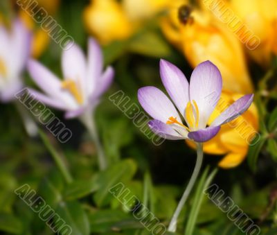 crocus