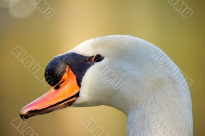 swan