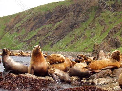 Sea animals in game reserve on island Moneron