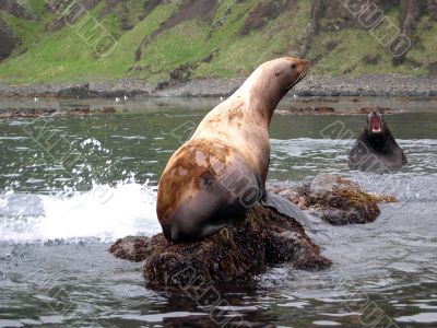 Sea animals in game reserve on island Moneron.