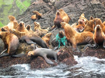 Sea animals in game reserve on island Moneron.