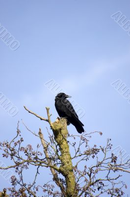 Crow in a tree