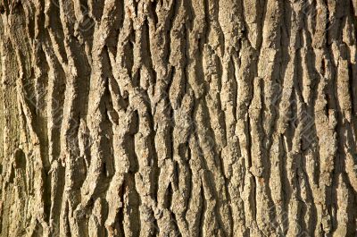 Tree bark