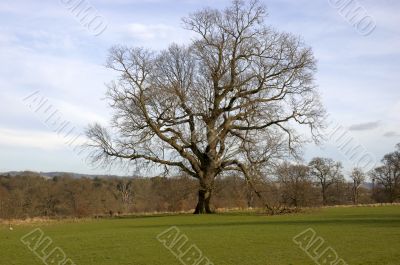 Oak tree in winter