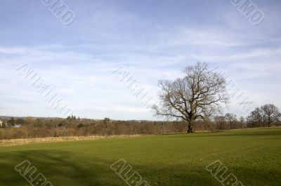 Oak tree in winter