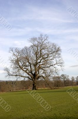 Oak tree in winter