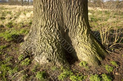 Oak tree trunk