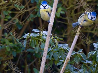 Blue Tits