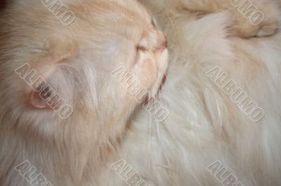 Persian flully pussy cat