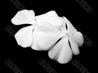 Two Flowers on a Black Background