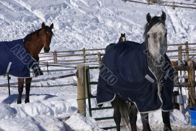 Pair of horses with blankets