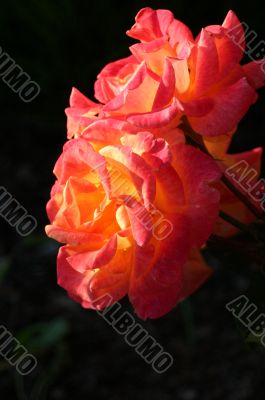 Rio Samba rose