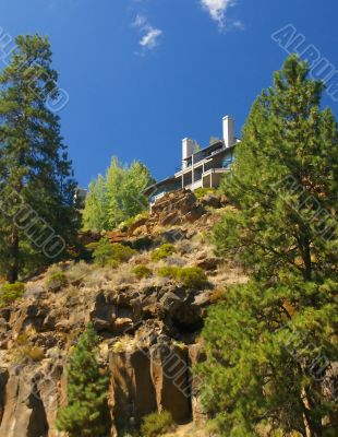 Ponderosa Pine and modern house