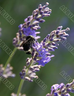 Bumblebee collecting pollen from lavender