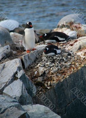 Three Gentoo penguins, nesting on rock ledges