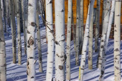 Winter: bare aspens