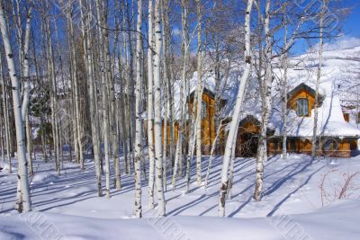 Winter: bare aspens