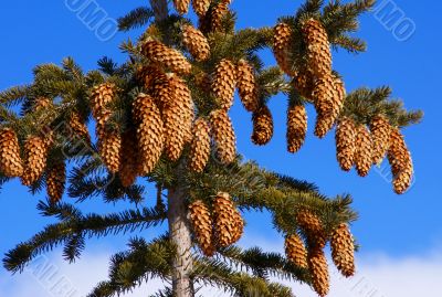 Fir tree with cones