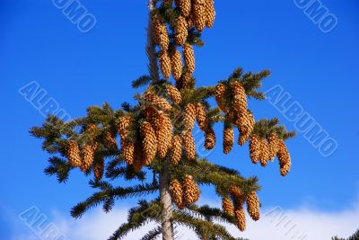 Fir tree with cones