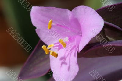 Close up of a pink flower