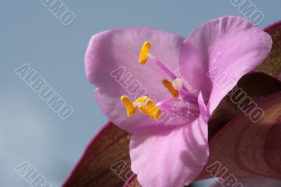 Close up of a pink flower