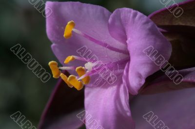 Close up of a  pink flower