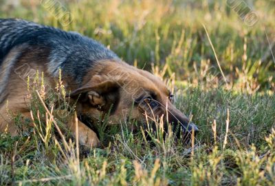 Germany Sheep-dog laying in the green grass