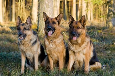 Tree Germany shepherds sitting on a grass in a wood