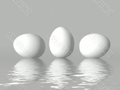 White  chicken`s eggs