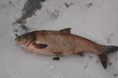 fishing - under ice