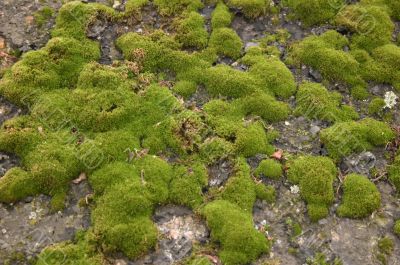 Moss