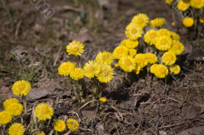 coltsfoot