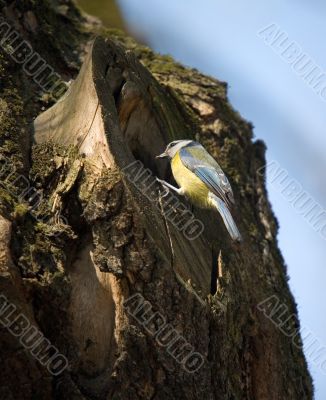 blue tit about a hollow